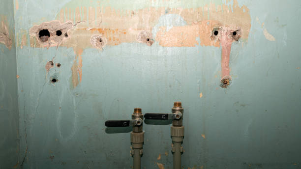 Best Professional water damage repair  in Seco Mines, TX